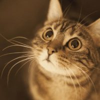 Help Your Feline Model in 10 Simple Steps